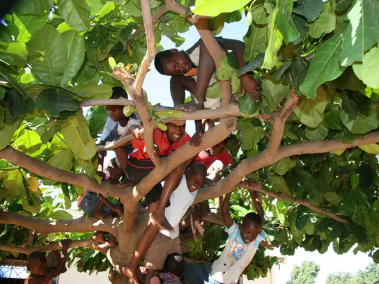 Das Bild ist vom Boden aus in die Krone eines Baumes hinauf aufgenommen. In den Ästen sitzen einige Schwarze Kinder und schauen hinunter in die Kamera.